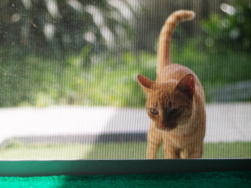 Zanzariera per gatti: sicurezza e comfort per la tua casa